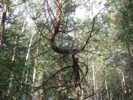 Пилиповичі з panoramio.com