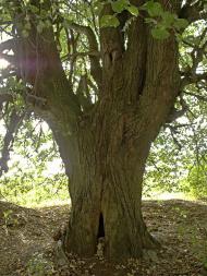 Хотин з panoramio.com