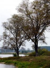 Перлявка з panoramio.com