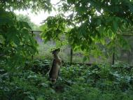 Вигода з panoramio.com