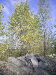 Бушеве з panoramio.com - Busheve