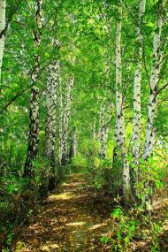 Тарасівка з panoramio.com