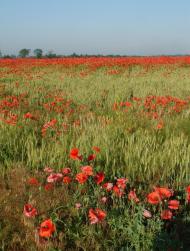 Тарасівка з panoramio.com