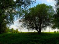 Біле з panoramio.com