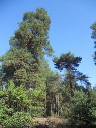 Черкаське з panoramio.com