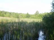 Радецька Болярка з panoramio.com