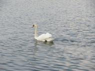 Довжок з panoramio.com