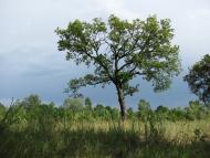 Снов'янка з panoramio.com