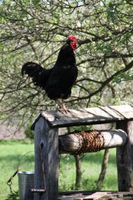 Деркачівка з panoramio.com