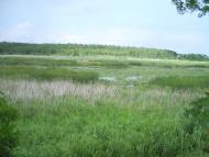 Сорока - Последние фото