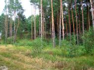 Костюхнівка з panoramio.com