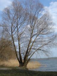 Жовтневе з panoramio.com