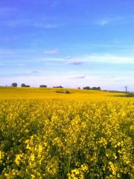 Великі Грибовичі - Останні фото