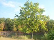 Перлявка з panoramio.com