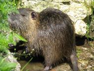 Пуків з panoramio.com