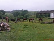 Шум'яч з panoramio.com