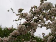 Романове Село з panoramio.com