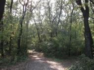 Хащеве з panoramio.com