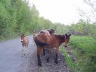 Бегендяцька Пастіль з panoramio.com