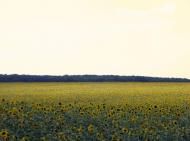 Обозівка з panoramio.com