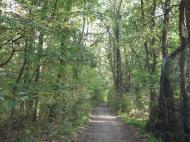 Хащеве з panoramio.com