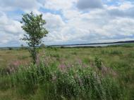 Самари-Оріхові з panoramio.com