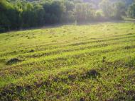 Єлизаветівка з panoramio.com