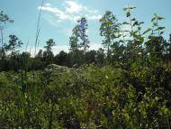 Коцюри з panoramio.com