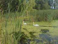 Саврань з panoramio.com