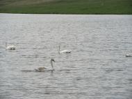 Довжок з panoramio.com