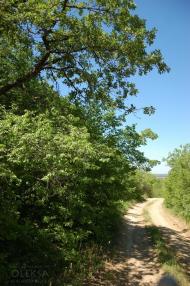 Красна Зоря з panoramio.com