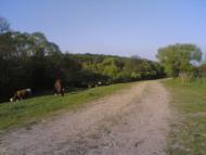 Темирівці з panoramio.com