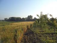 Ромашки з panoramio.com