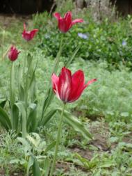 Смирнівка з panoramio.com