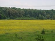 Стариця з panoramio.com