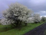 Виноградар з panoramio.com