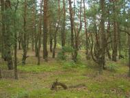 Лисняки з panoramio.com