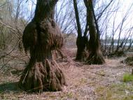 Шепелівка - Останні фото