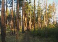 Бугаївка з panoramio.com