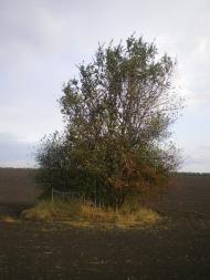 Хрещате з panoramio.com