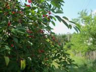 Пологи-Низ з panoramio.com