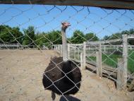 Чоботарка з panoramio.com