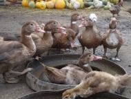 Дрозди з panoramio.com