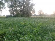 Велика Каратуль з panoramio.com