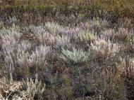 Мала Мартинівка з panoramio.com