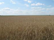 Дем'янці з panoramio.com - Demyantsi