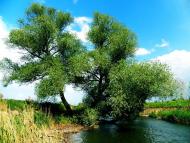 Біле з panoramio.com