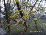 Сонячне з panoramio.com