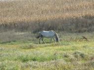 Лаврики з panoramio.com