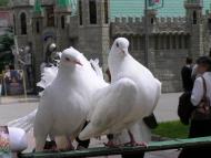 Гірське з panoramio.com